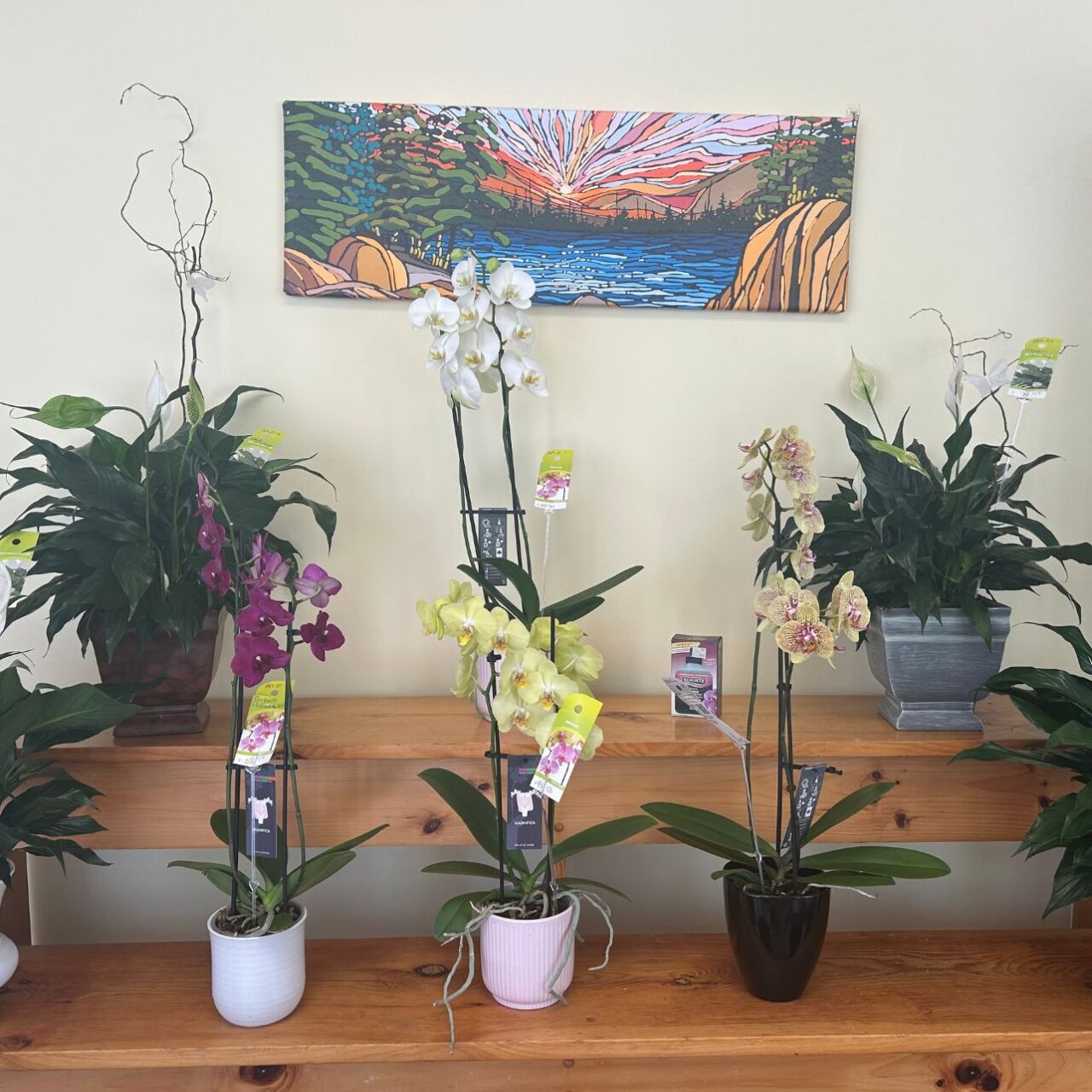 Barbers Flowers