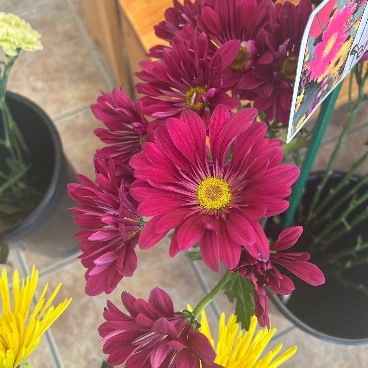 Barbers Flowers