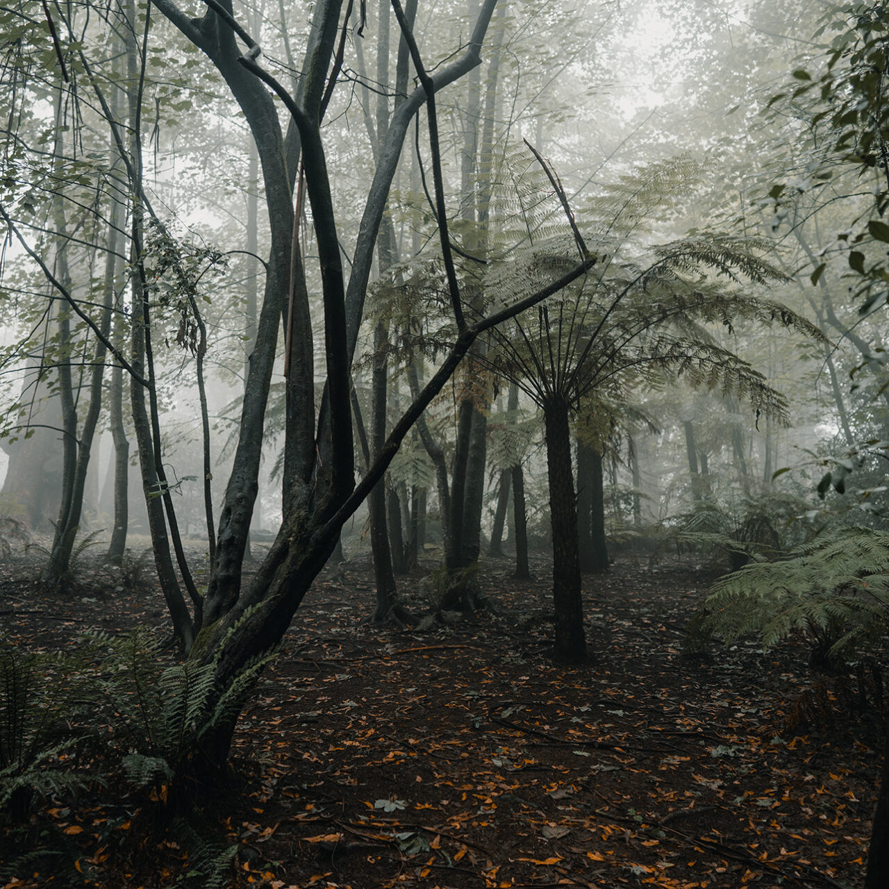 Golden Squat Spooky Forest Speed Painting